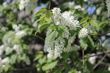 Cherry blossom is a special sight. The trees are still only spreading leaves, and here, the charming, fragrant buds of beautiful flowers ..