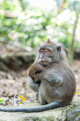 Balinese long-tailed monkey macaque at Ubud monkey forest in Bali, Indonesia