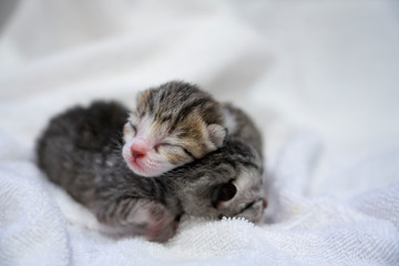 Newborn small Scottish Fold kittens in white blanket. Little straight striped cute baby kitten grey color