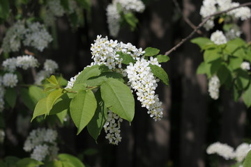 Cherry blossom is a special sight. The trees are still only spreading leaves, and here, the charming, fragrant buds of beautiful flowers ..