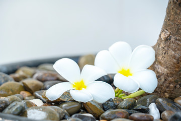 Fototapeta na wymiar Plumeria white flower and beach background. pagoda on rock beach, Summer concept .