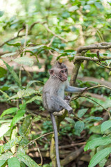 Balinese long-tailed monkey macaque at Ubud monkey forest in Bali, Indonesia