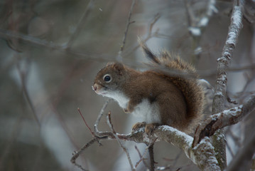 Red squirrel on a branch in winter, looking curious and interested.