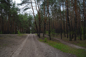 Naklejka premium View of the road in a pine forest. Nature and plants.