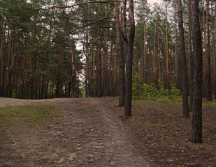 View of the road in a pine forest. Nature and plants.