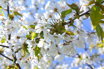 Kirschblüten mit blauen Himmel als Hintergrund. Nahaufnamme. 