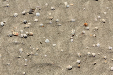 sand and sea shells on the beach for background