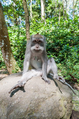Balinese long-tailed monkey macaque at Ubud monkey forest in Bali, Indonesia