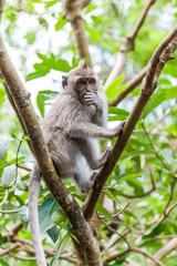 Balinese long-tailed monkey macaque at Ubud monkey forest in Bali, Indonesia