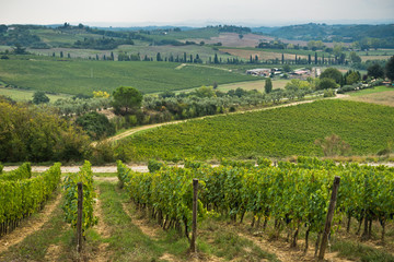 Fototapeta na wymiar Hiking hills, backroads and vineyards at autumn, near Siena in Tuscany, Italy