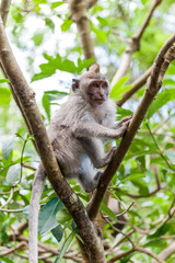 Balinese long-tailed monkey macaque at Ubud monkey forest in Bali, Indonesia