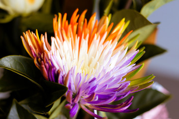 Close Up of Multi-colored Chrysanthemum Flowers for Mother's Day