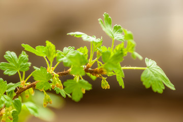 Flowering Black Currant - Ribes lacustris