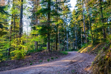 Germany, Magic dirt track through black forest nature countryside in springtime