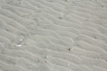 sand and sea shells on the beach for background