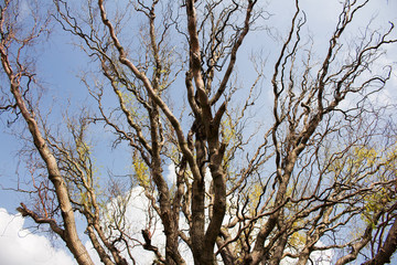 Tree Canopy In Autumn Against Blue Sky