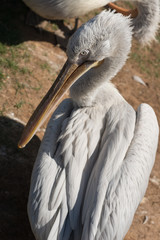 pelican