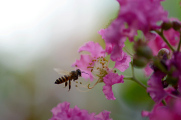 Bee find sweet from Lagerstroemia