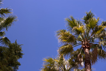 Plakat Palm trees against the sky. Summer landscape. Background, space for text in the middle.