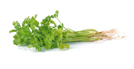 Fresh coriander (cilantro) with roots on white background