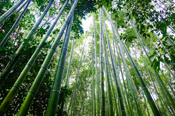 Green bamboo forest with sun light in morning