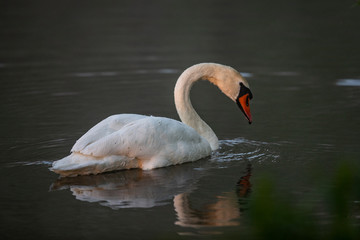 Łabędź o poranku © Konrad