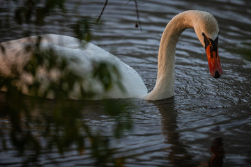 Łabędź o poranku © Konrad
