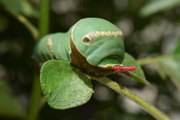 retracting osmeterium (red colour) of butterfly caterpillar