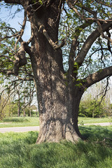 Old Ash Tree With Beautiful Canopy In The Nature