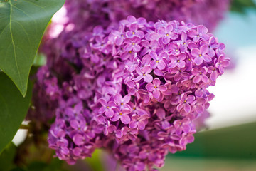 branch of blooming lilac 