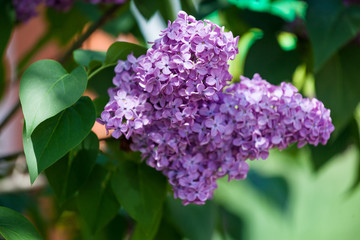 branch of blooming lilac 