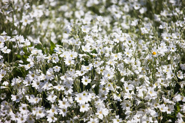 white flowers on green background