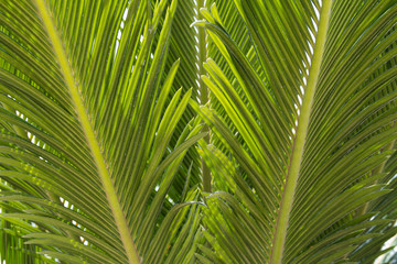 Obraz na płótnie Canvas green leaf of palm tree. palm leafs