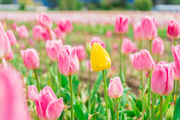 Fototapeta premium Yellow tulip in a field among pink and white tulips - one different flower. On a flower farm, tourist attraction.