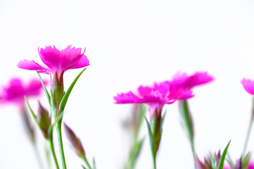 Obraz na płótnie Canvas pink dianthus flower