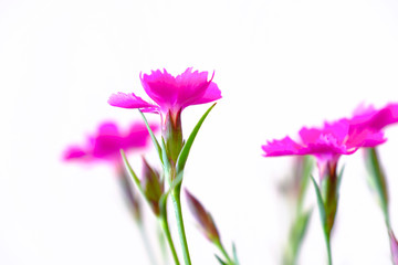 pink dianthus flower