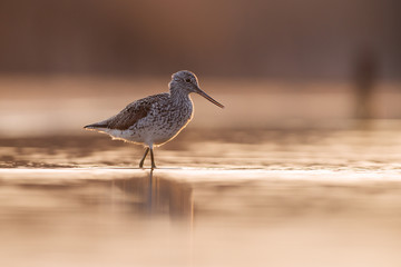 Common Greenshank in backlight (Tringa nebularia). Kinburn peninsula, Ukraine
