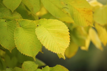 yellow leaves close up