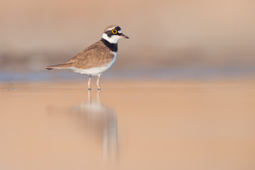 Little Ringed Plover (Charadrius dubius). Kinburn peninsula, Ukraine