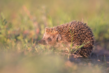 Northern white-breasted hedgehog (Erinaceus roumanicus). Kinburn peninsula, Ukraine © Sergey Ryzhkov