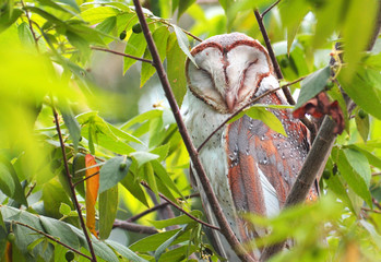 Owl bird on branch