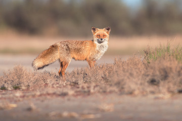 Naklejka na ściany i meble Red fox on Kinbrun peninsula, Ukraine. Vulpes vulpes