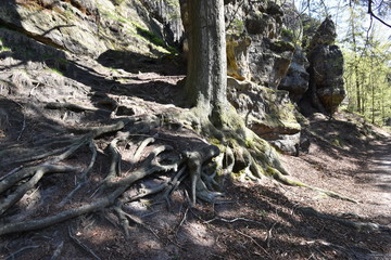 Big ancient tree with big tree roots at Elbe Sandstone Mountains in beautiful Saxon Switzerland near Bohemian Switzerland in Germany