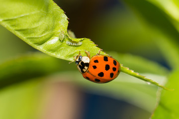 Ladybug on the leaves of vegetation found aphids and its larvae