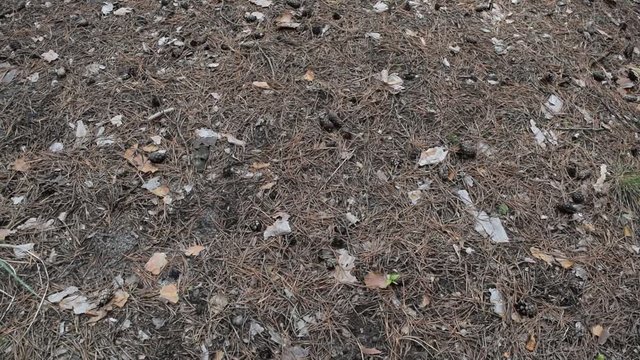 The background of the gray ground in a pine forest.