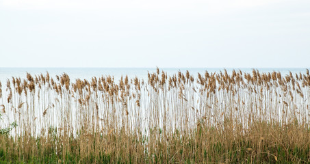 Fototapeta wall of yellow reed bush, sea on the background obraz