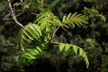 green,fresh leaves and buds of tree at spring