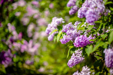 Pink lilac blooms in the Botanical garden 
