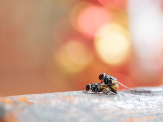 Side view of two house flies having sex, Musca domestica