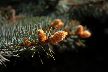 spruce tree with buds and cones close up